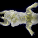 Image for article titled Remarkable New Technique Produces "Nearly Invisible" Mice